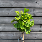 Ginko dvojlaločné (Ginkgo biloba) ´MARIKEN´ – výška 60-70 cm, kont. C9L - NA KMIENKU